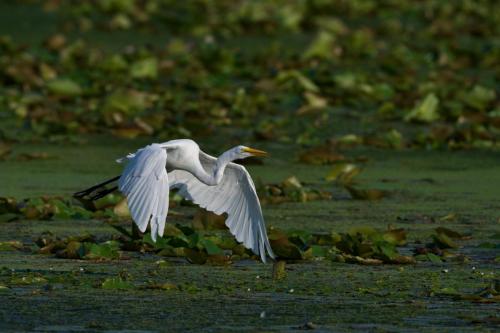 A Great Egret in flight across Hespeler Mill Pond