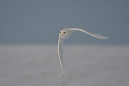 Adult Male Owl in flight