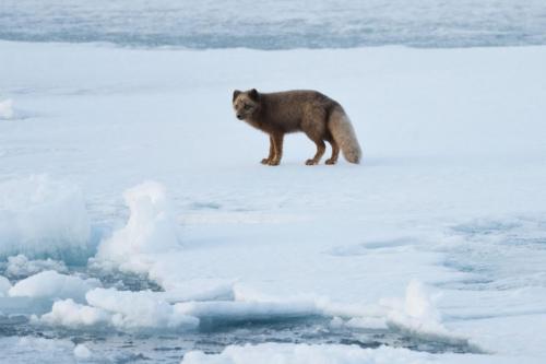 An arctic fox ('blue fox') on Svalbard sea ice