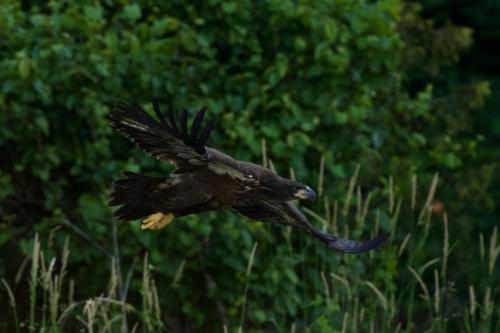 Fledgling flying along Nith River, June 2021