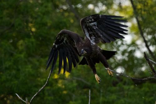Fledgling heading back to nest. June 2021