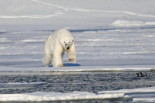 Adult female polar bear running across Svalbard sea ice