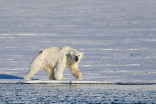 Adult Female polar bear hunting seals in Svalbard