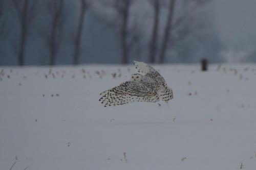 Female snowy owl hunting on windy, rainy afternoon in February 2021