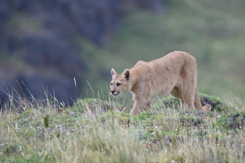 An adult female puma on the hunt