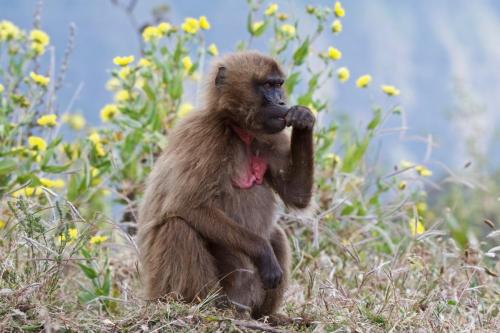 A Gelada Baboon pondering life in Ethiopia's Simien Mountains