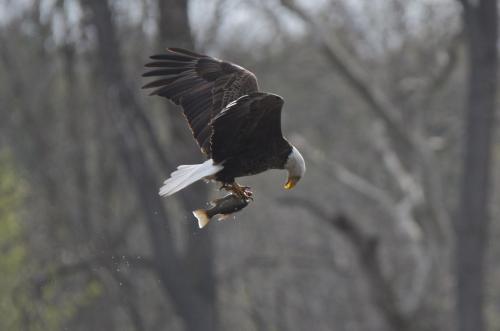 A bald eagle juggling a fish he has just caught from the Grand River near Brantford, Ontario