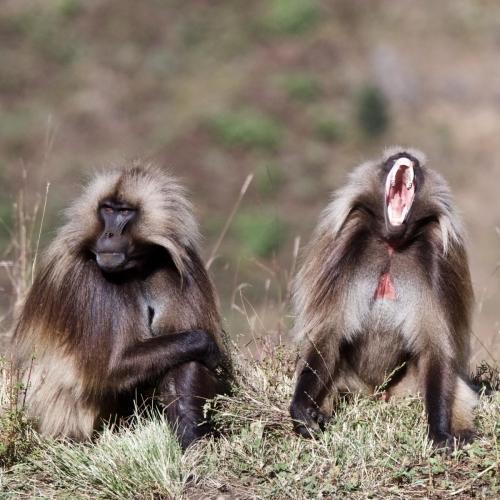 A pair of Gelada Baboons in Ethiopia's Simien Mountains