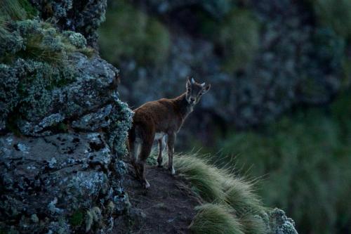 A young Walia Ibex in the Simien Mountains