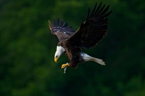 A bald eagle checking his grip on a fish he has just caught