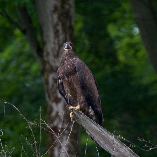 Portrait of an eaglet three weeks after fledging. July 2020