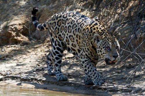 A large adult male jaguar nicknamed 'Pirate' for the red eye, possibly the result of a fight