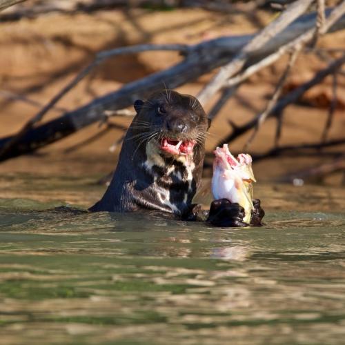 A giant river otter feasting on a fish caught in the Cuiaba River