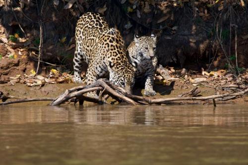 A mother jaguar taking a drink with one of two cubs she had hidden away