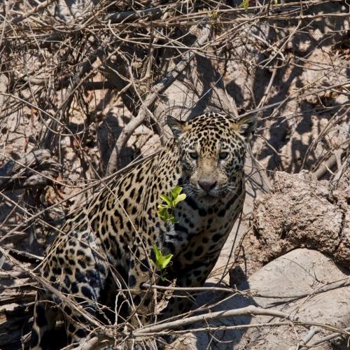 A male jaguar on the hunt along the Cuiaba River