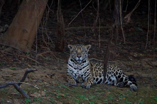 An adult male jaguar 'sitting for a portrait' on the Cuiaba River.