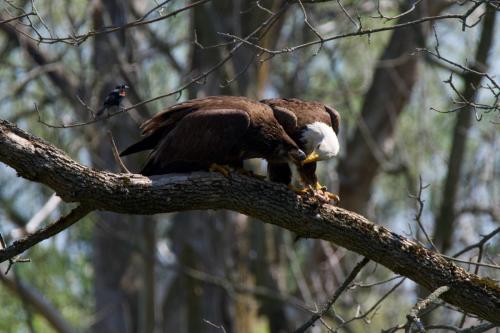 Adult bald eagle feeding eaglet. July 2020.