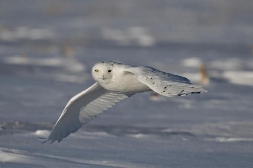 Snowy owl fly by