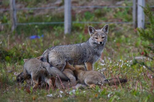 A Patagonian Grey Fox with four kits