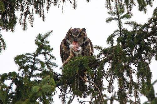 Great Horned Owl returning with food for his young