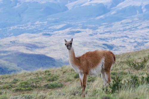 A curious adult guanaco in the Andes