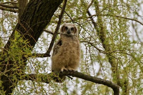 A young Great Horned Owl 