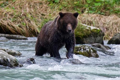 Alaskan brown bear fishing near Haines, Alaska