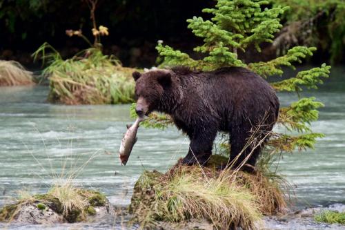 Another salmon this brown bear caught