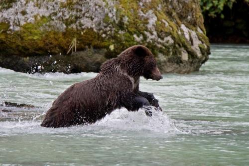 Brown bear chasing salmon