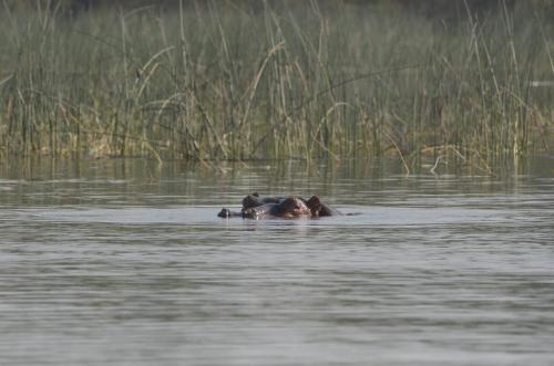 A hippopotamus on Lake Hawassa in southern Ethiopia