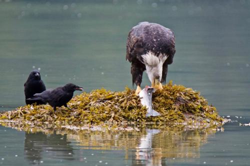A bald eagle dining on a salmon near Haines, Alaska as two crows await their turn