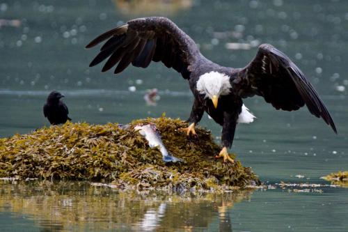 A bald eagle in Haines, Alaska leaving the scene having feasted on salmon