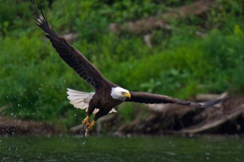 A successful catch by a bald eagle in Brantford, Ontario
