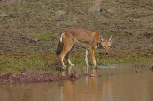 An Ethiopian wolf taking a drink at a Bale Mountains water hole