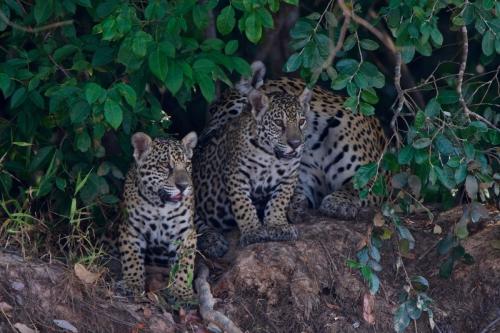 Jaguar Cubs